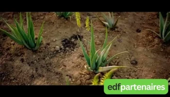 Aloe Vera Mieux être - 64300 Mont