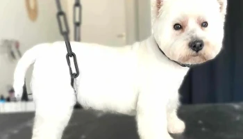 Atelier Canin - 33460 Margaux-Cantenac
