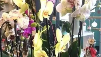 Au Fleurisier - Av. Du Béarn