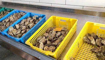 Boutique Huîtres Famille Le Corre - La Flotte