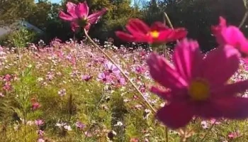Breuillet - Breuillet
