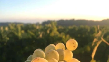 Domaine Laprée - 17120 Meursac
