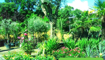 Jardinerie Pépine - 33360 Latresne