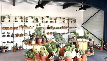 Planète Cactus - Rue De La Za