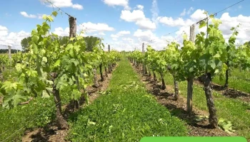 Silvestrini Père et Fils - Vignoble à Lussac - 33570 Lussac