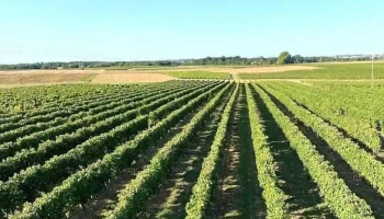 Vignoble Guérinaud - Mazerolles