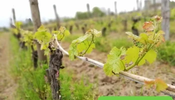 Vignoble Paul Barre. Château La Grave - France