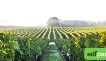 Vignobles Bertrand - Chevanceaux