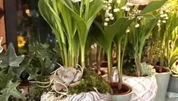 A Fleur D Eau -  Tout - Arès