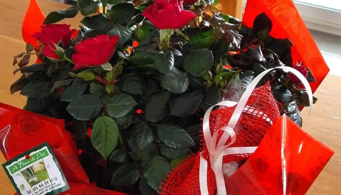 A Fleur De Pot -  Tout - Aulnay