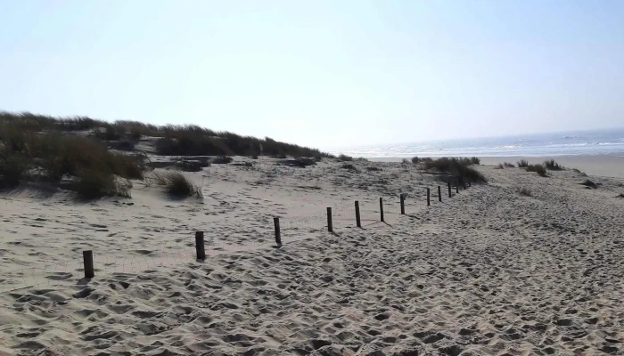Ecole De Surf -    Coco Surf Site Web - Arvert