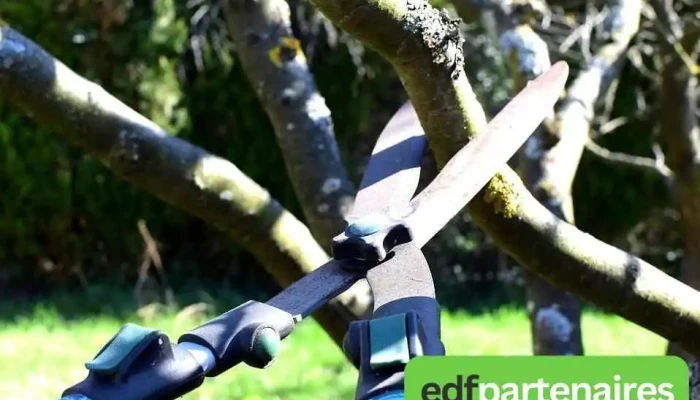 Entreprise Steinbach David Élagage: Élagueur Abattage d'arbres Taille haies Entretien espaces verts 64 - 64450 Navailles-Angos