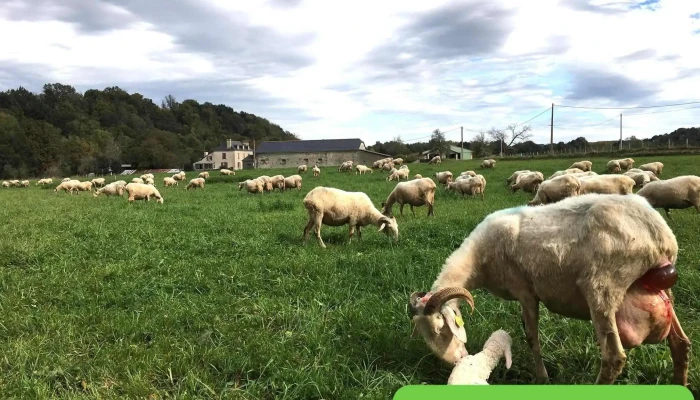 Ferme Som -  Photos Du Proprietaire - Asson