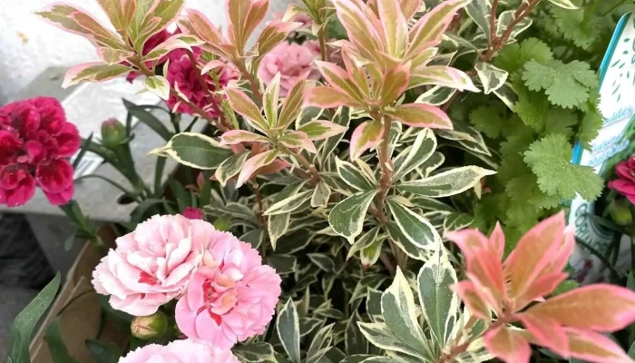 Jardin De Fleac - 16730 Fléac