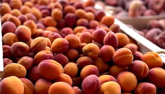 La Cabane A Fruits Legumes Charente Maritime 17 Primeur - Arvert