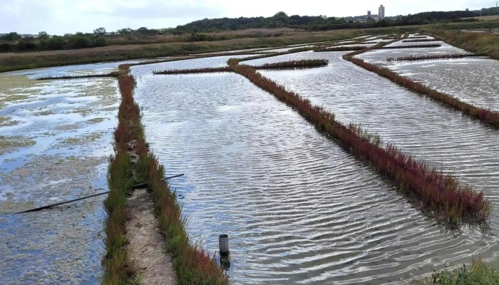 Le Comptoir Du Sel -  Zone - Mornac-sur-seudre