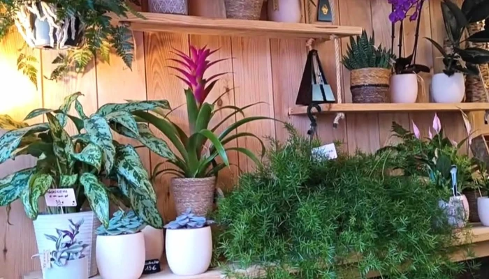 Le Piano Fleuri -  Catalogue - Arès