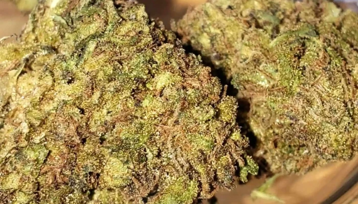 Local du cbd - Chauray