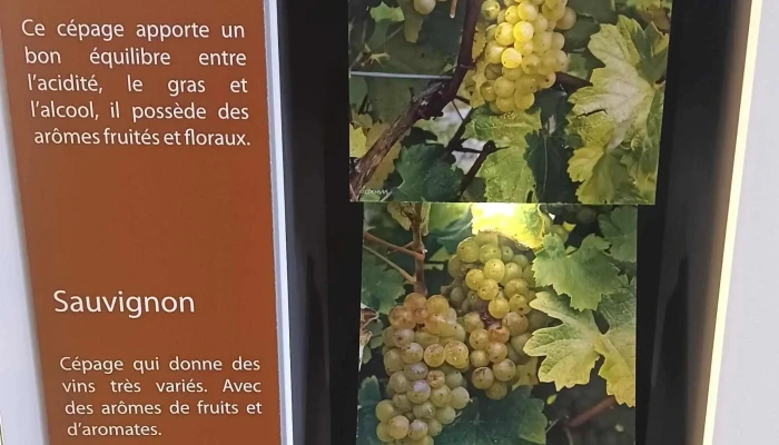 Maison De La Vigne Et Des Saveurs -  Musee - Archiac
