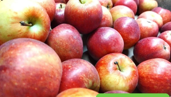 Oh Fruits -  Tout - Saint-médard-d'eyrans