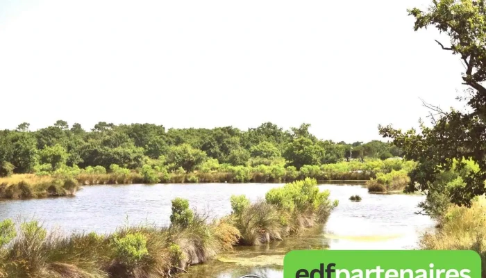 Omils Cabane Ndeg10 Reserve Ornithologique Du Teich - Audenge