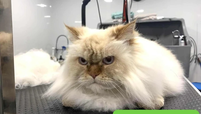 Toilettage Des Oyats -  Chat - Arès