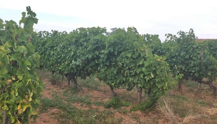 Vignoble Guerinaud Etablissement Vinicole - Mazerolles