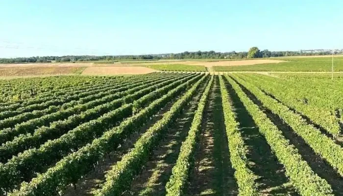 Vignoble Guérinaud - Mazerolles