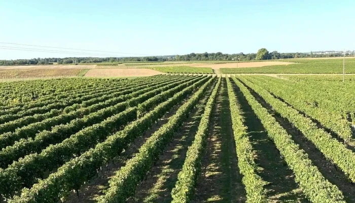 Vignoble Guerinaud Tout - Mazerolles