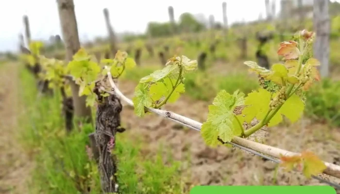 Vignoble Paul Barre. Château La Grave - France